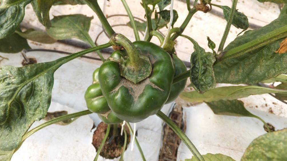 trips Thrips parvispinus|trips Thrips parvispinus|trips Thrips parvispinus